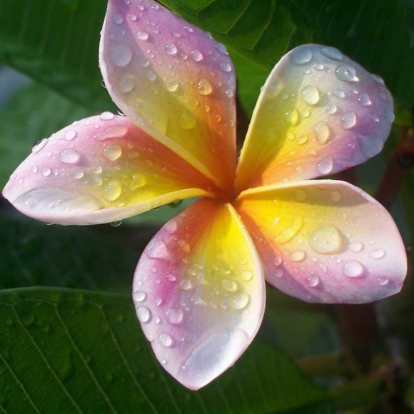 afplumeria